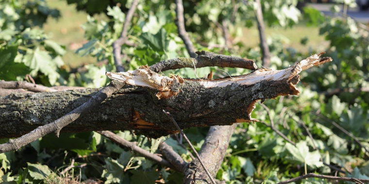 An oak tree damaged by a storm.
