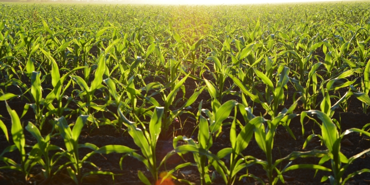 a crops field