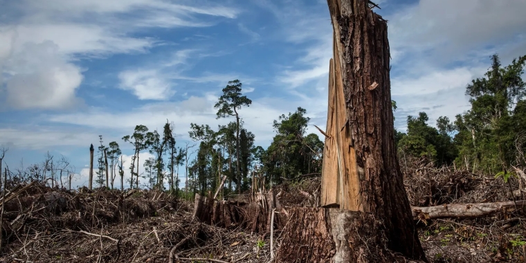 A single tree stump stands in the middle of a clear-cut tropical rainforest.