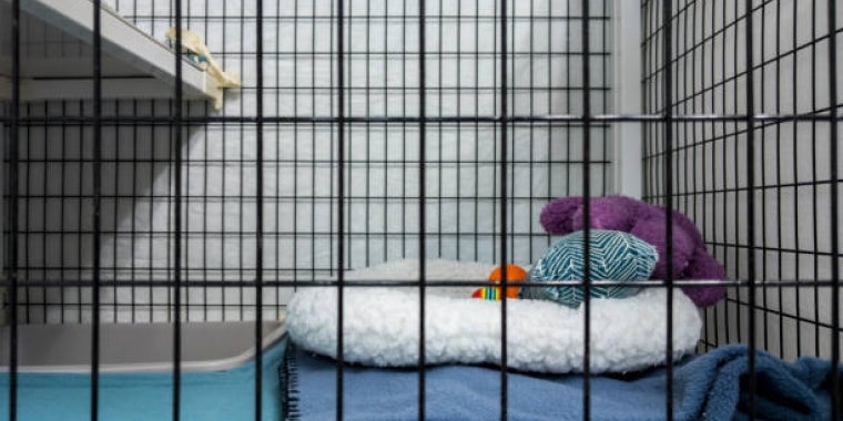 Animal shelter stock Animal shelter stock