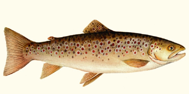 Opening Day of trout season arrives on Monday, April 1. Opening Day of trout season arrives on Monday, April 1.
