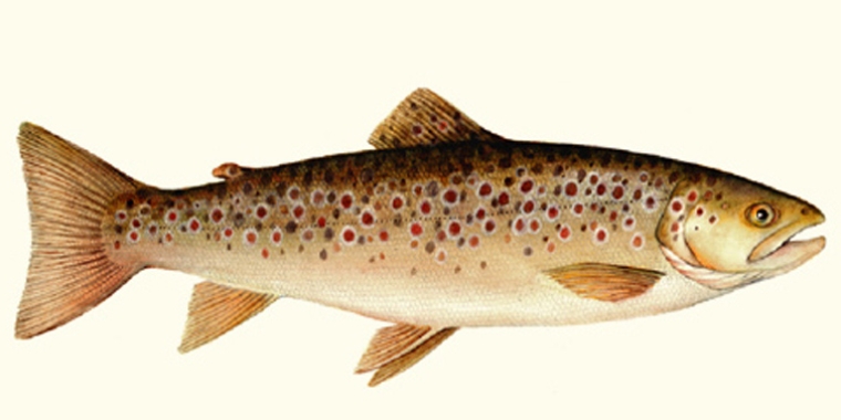 First day of New York trout season, Newsletter