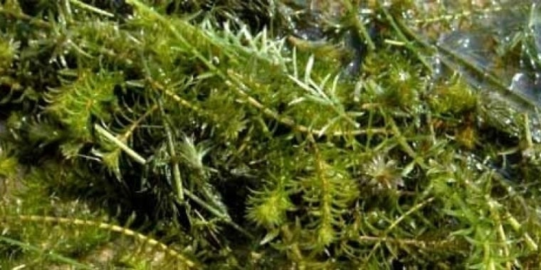 "The uncontrolled spread of aquatic invasive species threatens to devastate regional tourism economies and cost local communities hundreds of millions of dollars and thousands of jobs," said Senator O'Mara, chair of the Senate Environmental Conservation Committee.