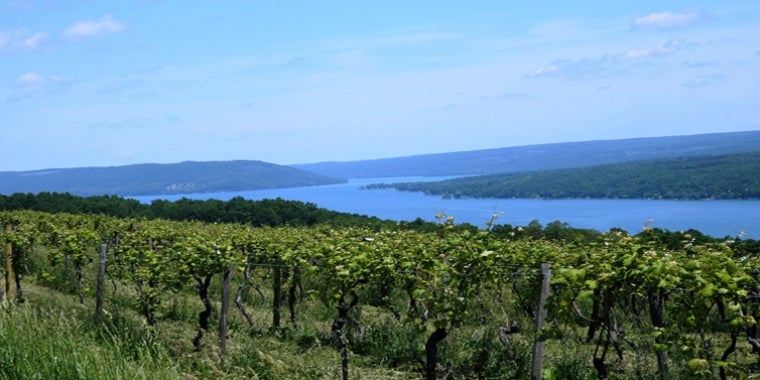 Finger Lakes legislators are calling on Governor Cuomo to add Canandaiga, Keuka, and Seneca lakes to the list of priority lakes eligible for state assistance to combat harmful algal blooms.
