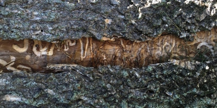 Damaged Ash Tree in Cheektowaga