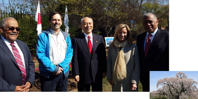 Ceremonial cherry tree planting in Prospect Park, (inset) Miharu Takizakura cherry tree - April 13, 2016