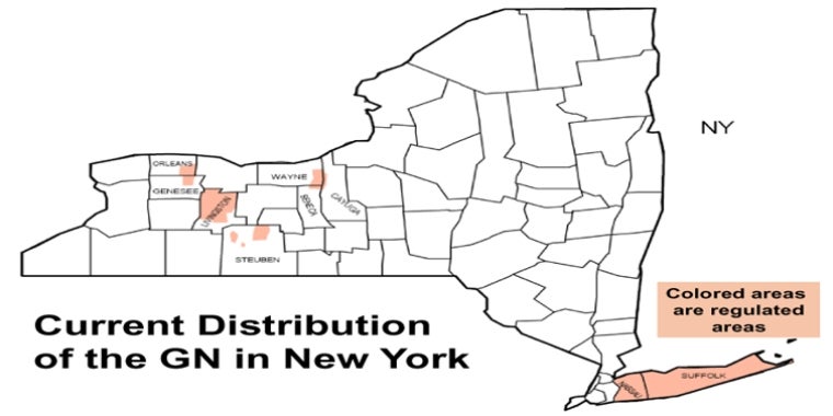 Currently quarantined to eight counties in New York State, this potato pest first discovered in New York State in 1941 is so destructive and impossible to eradicate that, not controlled, it can lead to total crop failure.