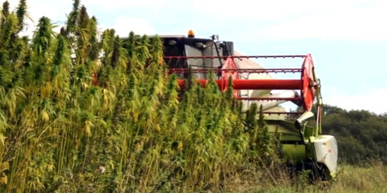 Supporters recognize industrial hemp as a potentially lucrative way to provide new economic opportunities for farmers.