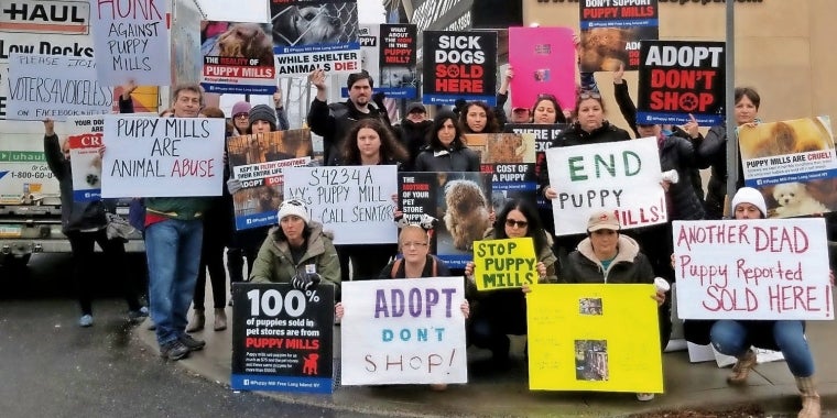 Roughly 30 people recently demonstrated outside a Bellmore pet store in support of a ban on animal sales in retail pet shops. State Sen. John Brooks and Assemblyman Dave McDonough signed on to sponsor the bills.