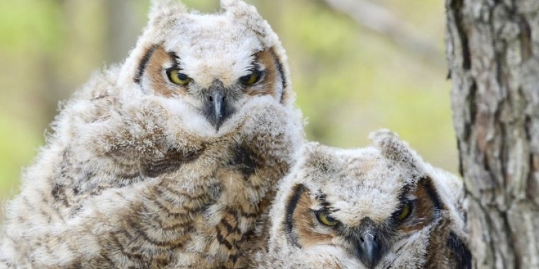 Grand Prize Winner: Jim Jones - Great Horned Owl Chicks